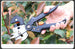 Grafting Pruning Shears – Multi-Purpose Fruit Tree Grafting Tool