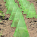 Set of 30 Reusable Plant Protection Tents Against Birds, Frost, and Snails