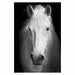 Canvas Painting Animal Wall Art Posters and Prints Wall Pictures Home Decor
