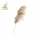 Pampas Grass Decor Plants Dried Flowers Home Wedding Decoration