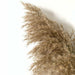 Pampas Grass Decor Plants Dried Flowers Home Wedding Decoration