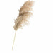 Pampas Grass Decor Plants Dried Flowers Home Wedding Decoration