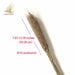 Pampas Grass Decor Plants Dried Flowers Home Wedding Decoration