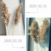 Pampas Grass Decor Plants Dried Flowers Home Wedding Decoration