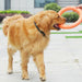Pet Flying Discs Dog Training Ring Puller Resistant Bite Floating Toy