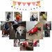 Dog Clothing Coat Jacket Hoodie Sweater Cotton Clothes For Dogs