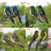 Artificial Birds Foam Animal Models Wedding Home Garden Decoration